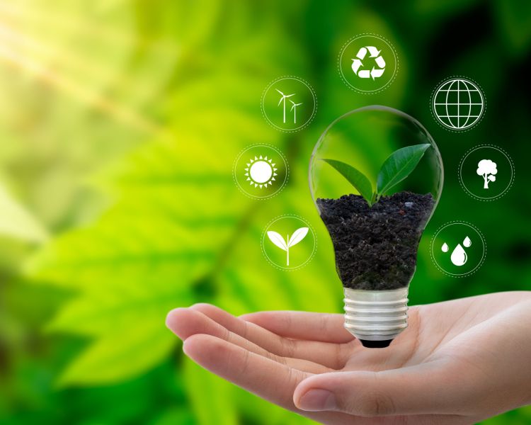 Hand hält Glübirne mit wachsender Pflanze